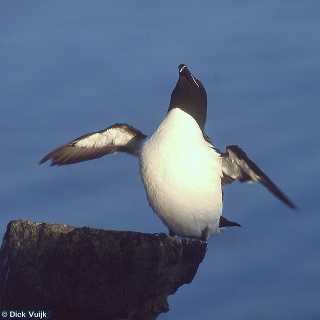 Photo of an auk, displaying - Click for Full Size Image