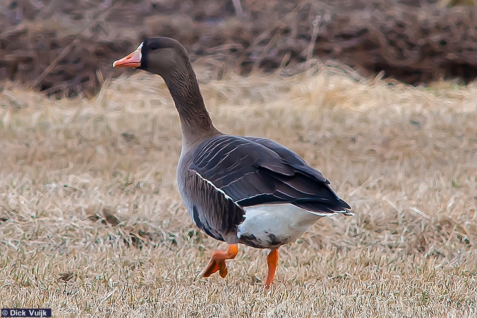 Photo of White-fronted Geese - Click for Full Size Image