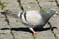 Rock pigeon = feral pigeon