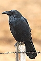 Corvus corax, Raven