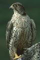 Falco rusticolus, Gyrfalcon