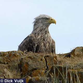 Photo of sea eagle - Click for Full Size Image