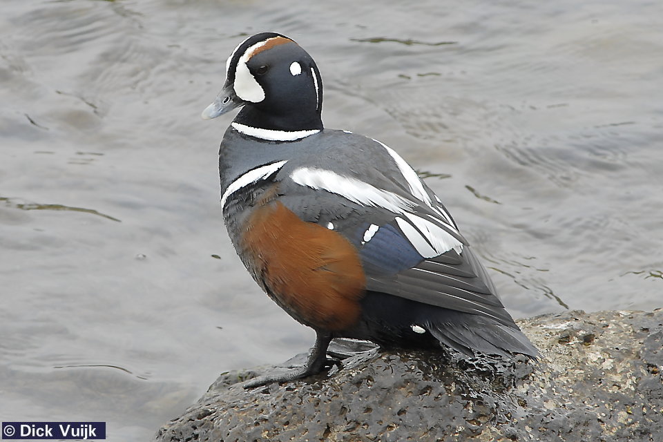 http://www.iceland-nh.net/birds/data/Histrionicus-histrionicus/y2007d-0179.jpg
