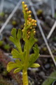 page on botrychium lanceolatum, Lance-leaved Moonwort on Iceland