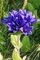 page on Campanula glomerata, Clustered Harebell on Iceland