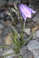 page on Campanula rotundifolia, Harebell on Iceland