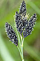 page on Carex atrata, Black Alpine-sedge on Iceland