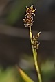 page on Carex brunnescens, Brown Sedge on Iceland