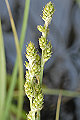 page on Carex canescens, Silvery Sedge on Iceland