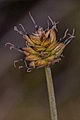 page on Carex capitata, Capitate Sedge on Iceland