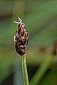 page on Carex chordorrhiza, Sting Sedge on Iceland