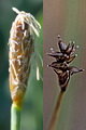 page on Carex dioica, Dioecious Sedge on Iceland