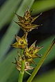 page on Carex-echinata, Star Sedge on Iceland
