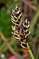 page on Carex glareosa, Lesser Saltmarsh Sedge on Iceland