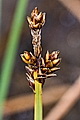 page on Carex mackenziei, Mackenzie's Sedge on Iceland
