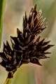 page on Carex macloviana, Thick-head Sedge on Iceland