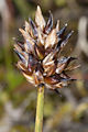 page on Carex maritima, Curved Sedge on Iceland