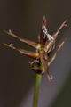 page on Carex microglochin, Bristle Sedge on Iceland