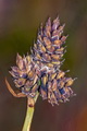 page on Carex norvegica, Close-headed Alpine-sedge on Iceland