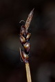 page on Carex rupestris, Rock Sedge on Iceland