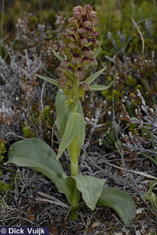 Photo of the Frog orchid, Coeloglossum viride - Press for Full Size Image