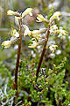 page on Corallorhiza trifida, Coral Root Orchid on Iceland