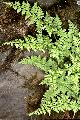 Cystopteris fragilis, Brittle Bladder-fern on Iceland