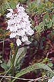 page on Dactylorhiza maculata, Heath Spotted Orchid on Iceland