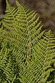 Dryopteris expansa, Northern Buckler-fern on Iceland