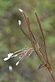 Thmbn Epilobium lactiflorum