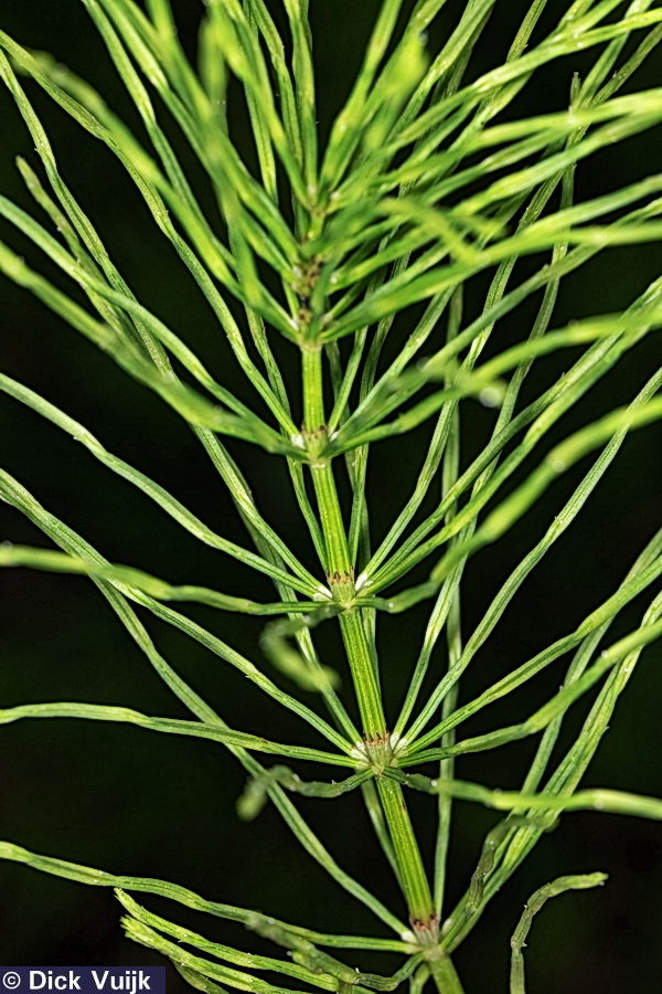 Photo the stem details of the field horsetail - Click for Full Size Image
