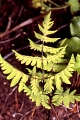 page on Gymnocarpium dryopteris, Oak fern on Iceland
