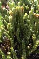 Thmbn Lycopodium alpinum