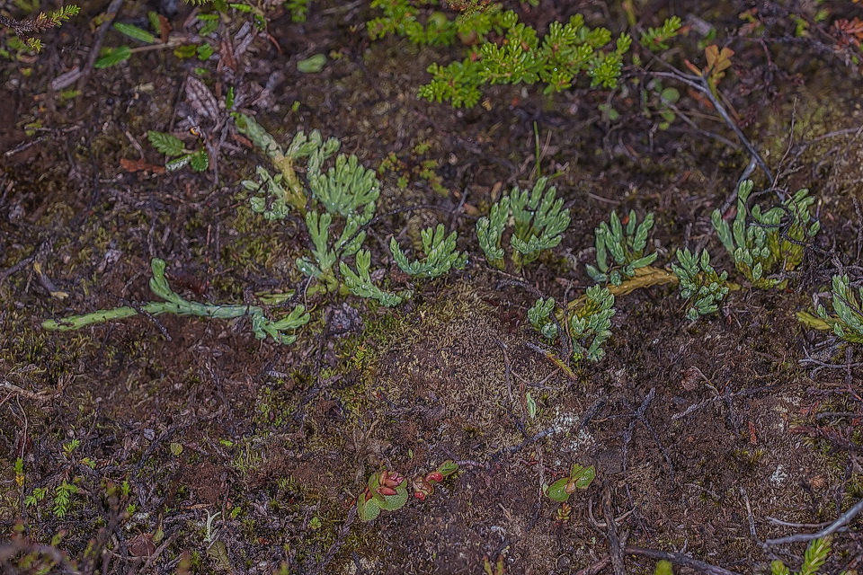 Photo of Alpine Clubmoss, creeping runners and upright shoots with sporangial cones - Click for Full Size Image