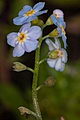 Myosotis scorpioides, Water Forget-me-not on Iceland