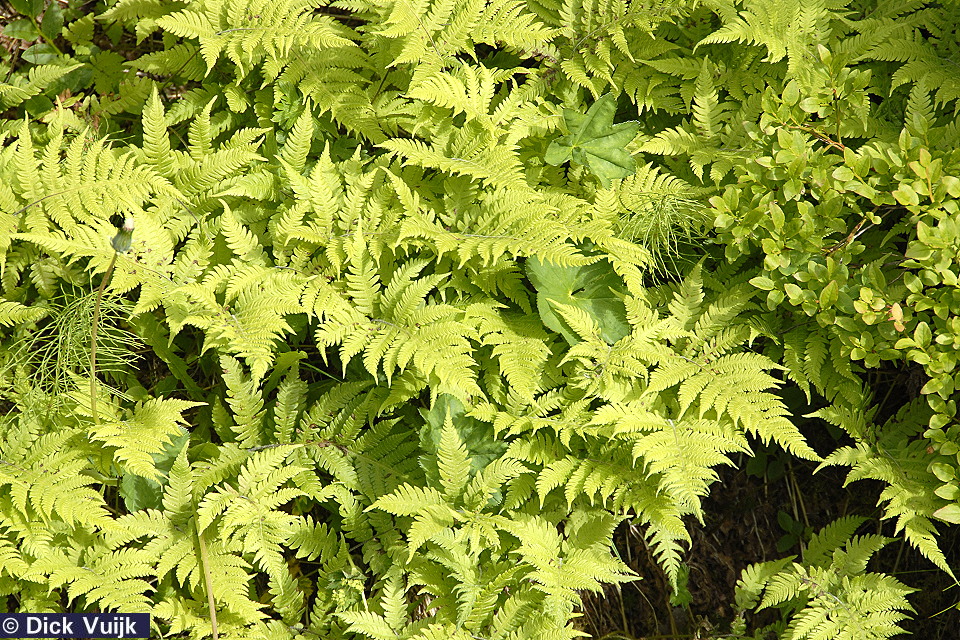 Photo of the Beech Fern - Click for Full Size Image