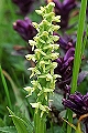 page on Platanthera hyperborea, Northern Green Orchid on Iceland