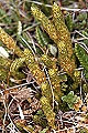 Thmbn Selaginella selaginoides