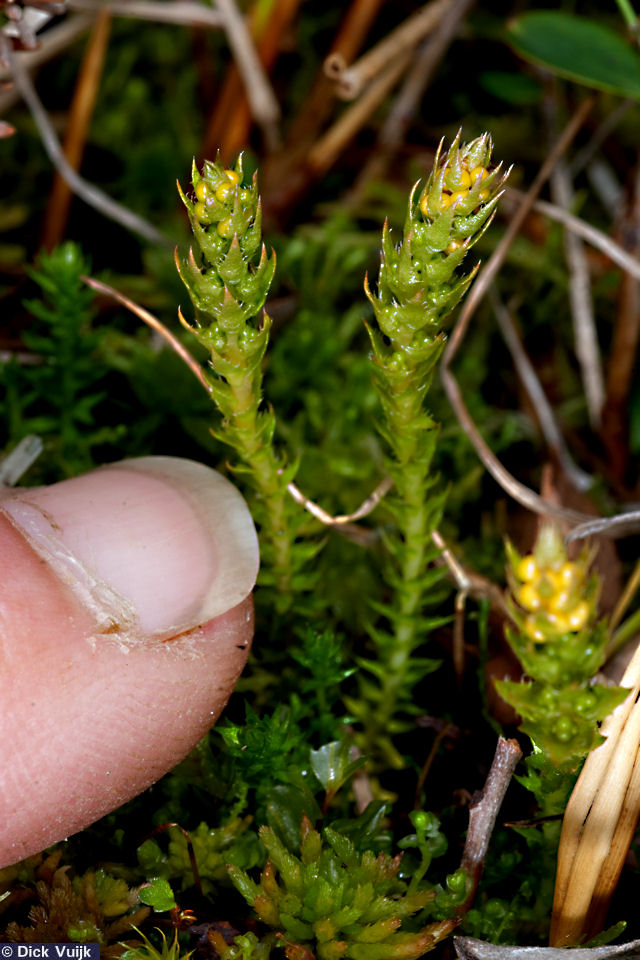Photo of the Lesser Clubmoss: size impression - Click for Full Size Image