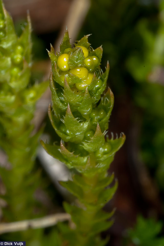 Photo of the Lesser Clubmoss: more detailed view - Click for Full Size Image