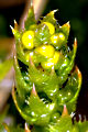Thmbn Selaginella selaginoides