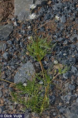 Photo of the Corn Spurrey - Click for Full Size Image