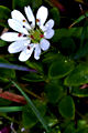 page on Stellaria crassifolia, Fleshy Stitchwort on Iceland