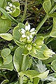 page on Stellaria-media, Common Chickweed on Iceland