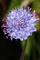 page on Succisa pratensis, Devil's-bit Scabious on Iceland