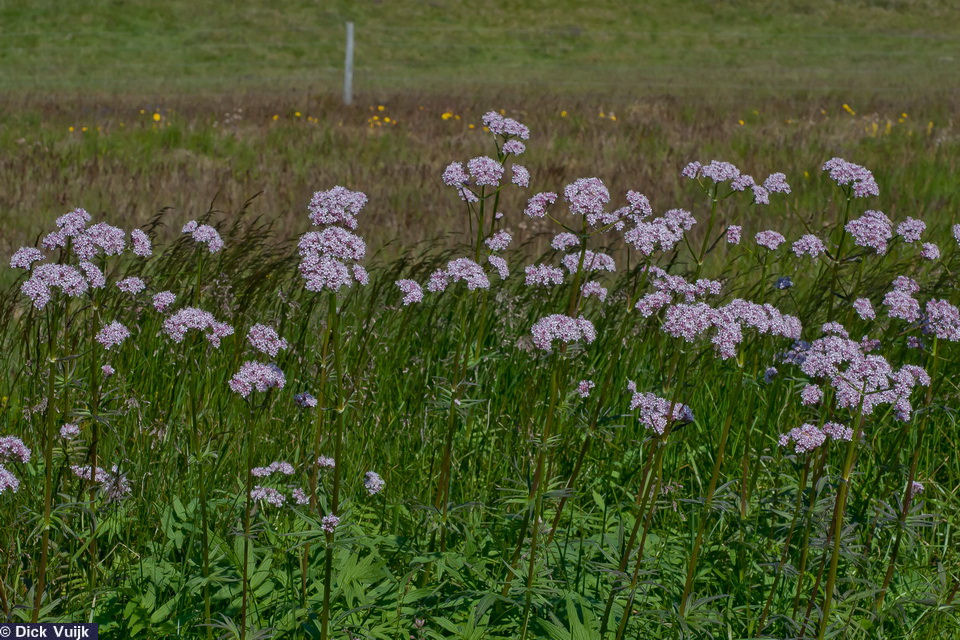 Photo of the Hill Valerian (Valeriana sambucifolia): vegetation - Click for Full Size Image