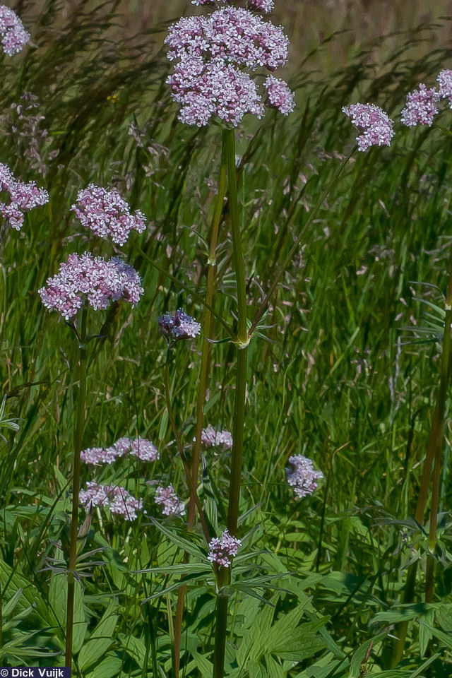 Photo of the Hill Valerian (Valeriana sambucifolia) - Click for Full Size Image