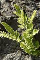 page on Woodsia ilvensis, Oblong Woodsia on Iceland
