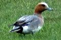 link to page on Anas penelope, Wigeon on Iceland Anas penelope, Wigeon