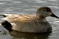 link to page on Anas strepera, Gadwell on Iceland Anas strepera, Gadwell